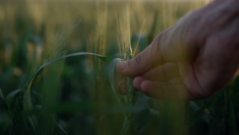 Closeup-hand-holding-wheat-spikelet-on-sunrise-closeup-checking-crop-quality.