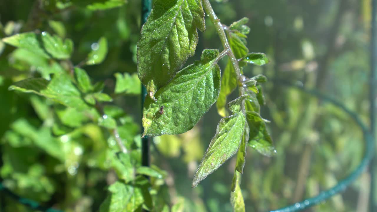 녹색 토마토 잎에 있는 거미는 물에 젖으면 공 모양으로 오그라든다