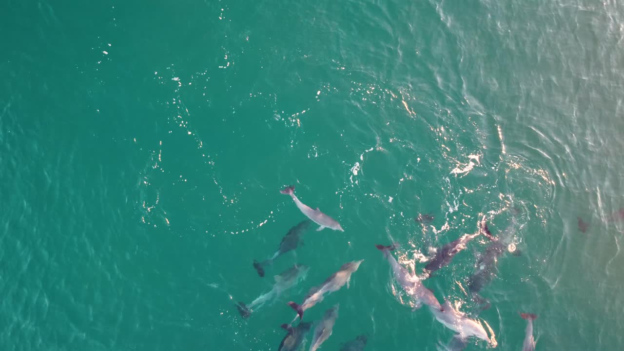 Drone aerial view of dolphin school group playing and spraying in Pacific Ocean NSW Central Coast tourism Australia 4K