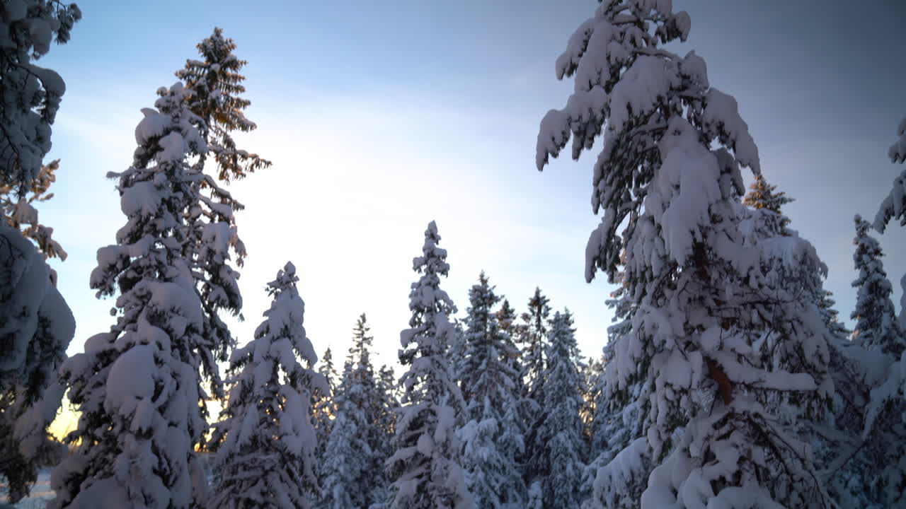 Opptak av snøtunge trær i en arktisk skog, med kameraet vippet oppover