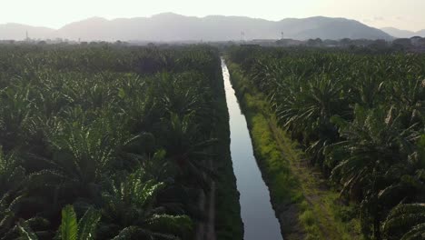 aerial tilt up shot, water canal leading line capturing hectares of crude oil palm trees farmlands with bukit engku busu mountain view in the background, seri manjung, malaysia, southeast asia