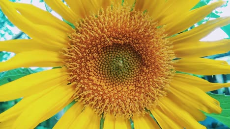 flowering sunflower close-up footage, 4k resolution.