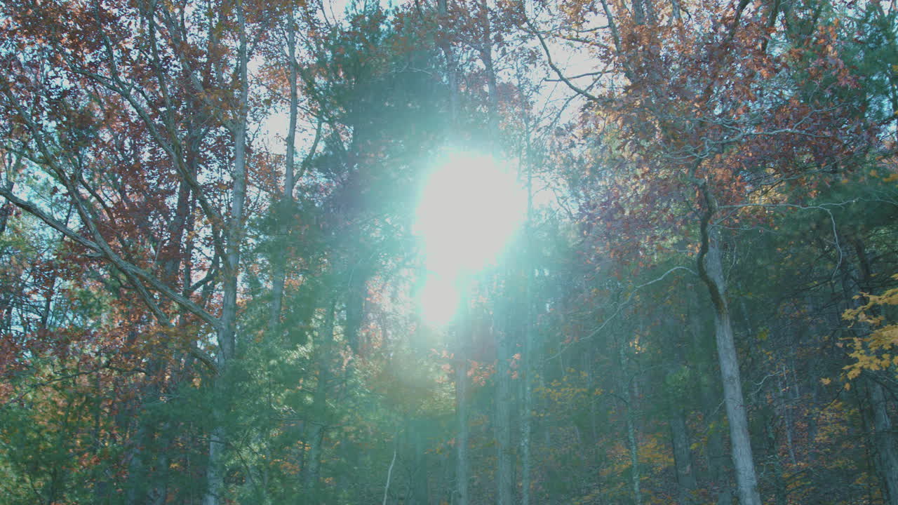 Trees in forrest facing sun with lens flare