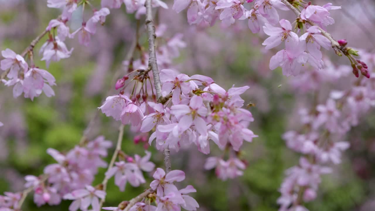 Close up of weeping cherry blossom tree waving in slow motion