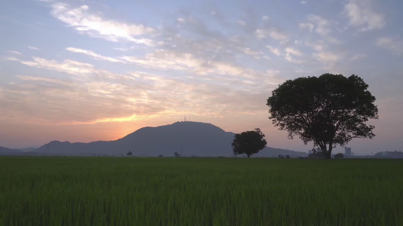 Tilt shot paddy field with background tree