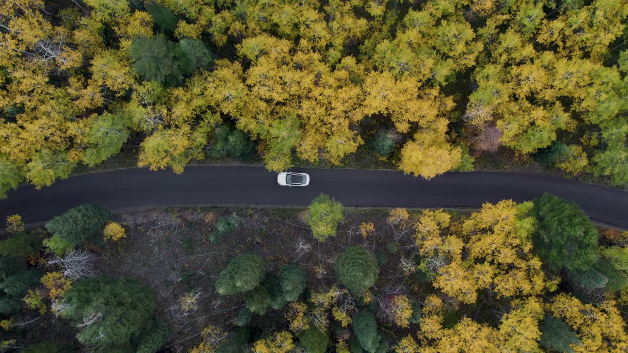 Auto bianca che guida su una strada in autunno con foglie gialle, vista aerea dall'alto