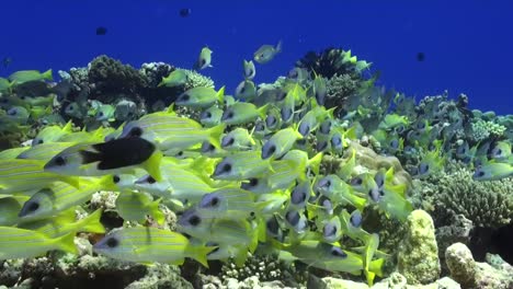 common bluestripe snappers close up on coral reef in the maldives