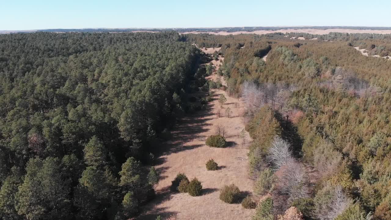 drone disparado mientras vuela sobre un claro abierto entre las copas de los árboles de un bosque de coníferas en un día soleado en nebraska