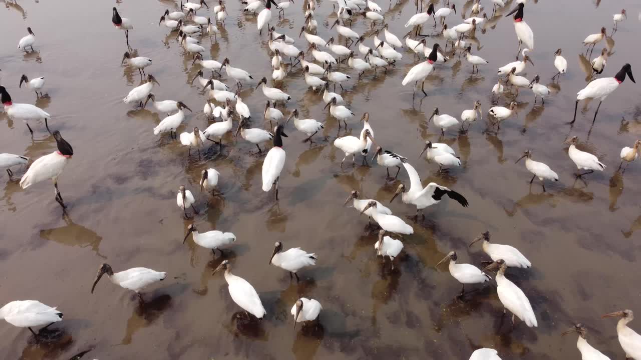 Drone of pond full of big birds in Pantanal, close shot with movement