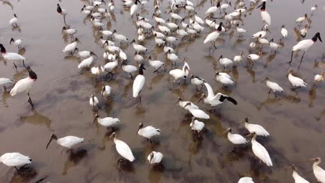 Drone-of-pond-full-of-big-birds-in-Pantanal,-close-shot-with-movement