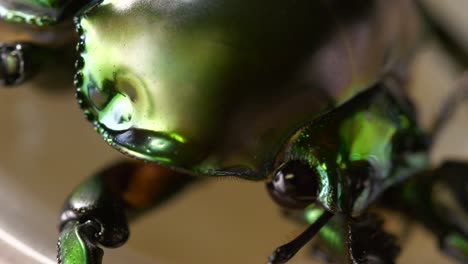 Close-Up-of-Rainbow-Stag-Beetle's-Eye,-Eating-Jelly