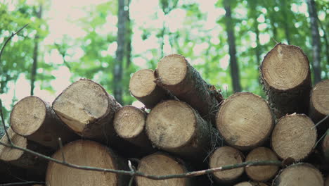 Haufen-Gestapelter-Holzstämme-Mit-Getrockneten-ästen-Im-Wald-Von-Koleczkowo,-Polen-Tagsüber