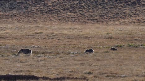 oso marrón del himalaya con cachorros pastando en el parque nacional de deosai