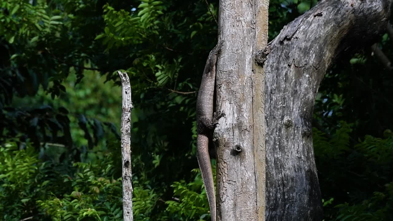 el lagarto monitor nublado se encuentra en tailandia y otros países de asia