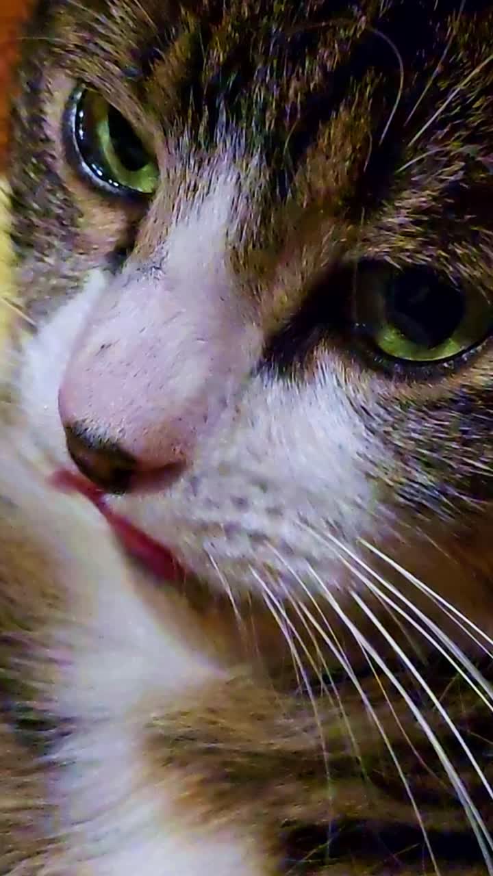 Close-up vertikal seekor kucing bermata hijau menjilat hidungnya, memperlihatkan kumis dan detail bulunya