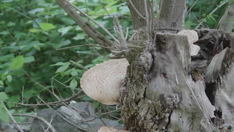 Baumpilz-Auf-Umgestürzten-Baum-Entlang-Wissahickon-Creek