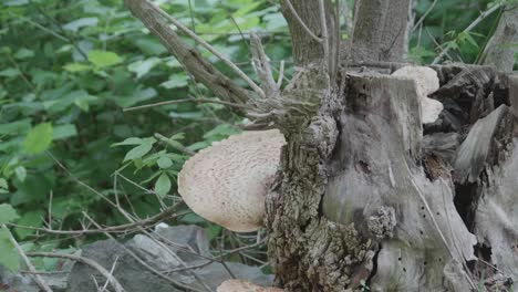 hongo de árbol en árbol caído a lo largo de wissahickon creek
