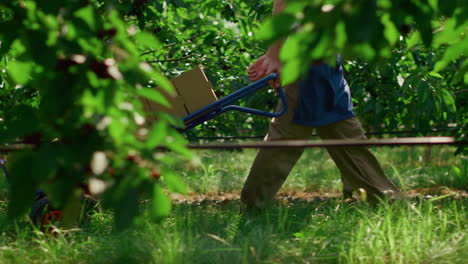 Agronomist moving harvest boxes with fruits in green sunny garden concept