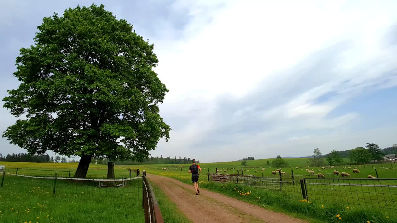 양들이 사방에 있는 국립 공원 broumov를 달리는 트레일