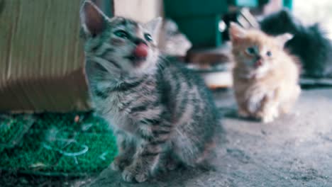 little gray and white stray kitten looks into the camera
