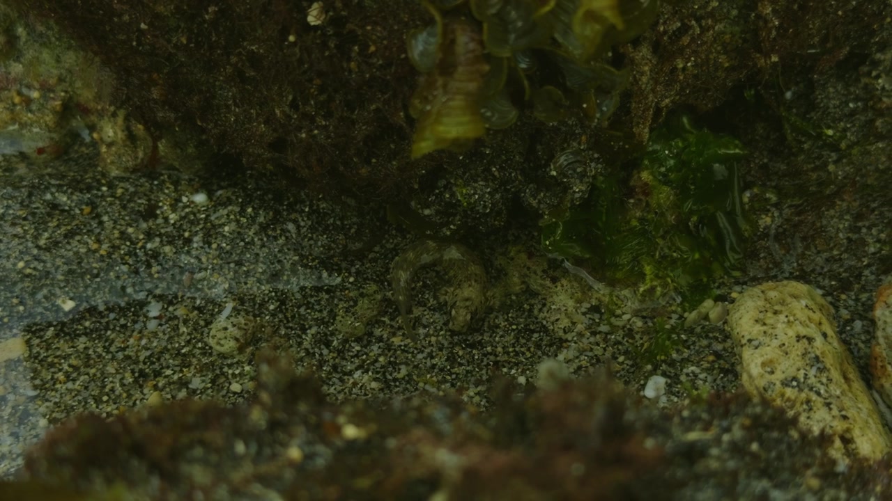 Small Crab Camouflaged in a Tide Pool