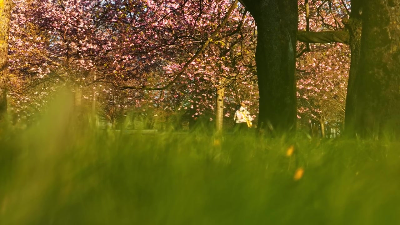 Spring landscape with a person strolling among blooming sakura trees and fresh grass