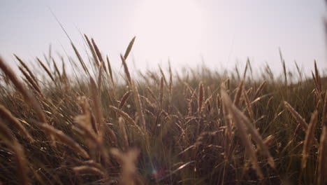 Nahaufnahme-Von-Langem-Gras,-Das-Bei-Sonnenuntergang-Im-Wind-Weht-4