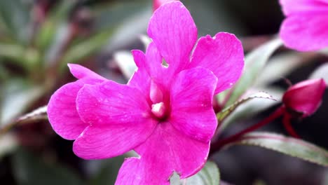 purple flower in thailand