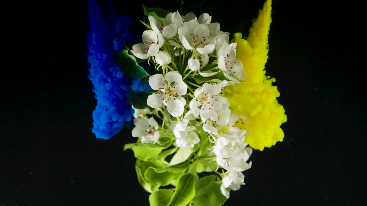 물 속 에 있는 사과 나무 꽃 이 검은색 배경 에 노란색 과 파란색 의 페인트 를 느리게 뿌리고 있다