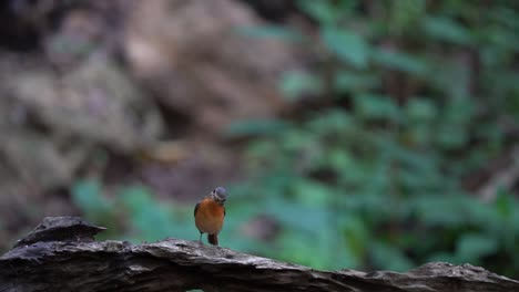 a-Javan-black-capped-babbler-bird-stands-calmly-on-a-wooden-branch-with-its-head-turned-to-the-right