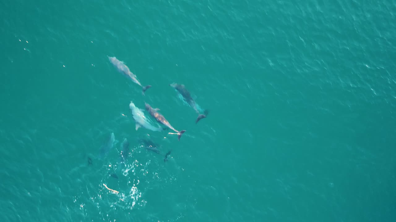 Drone aerial shot of dolphin pod swimming in beach break channel Pacific Ocean Central Coast tourism nature NSW Australia 4K