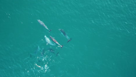 drone aerial shot of dolphin pod swimming in beach break channel pacific ocean central coast tourism nature nsw australia 4k