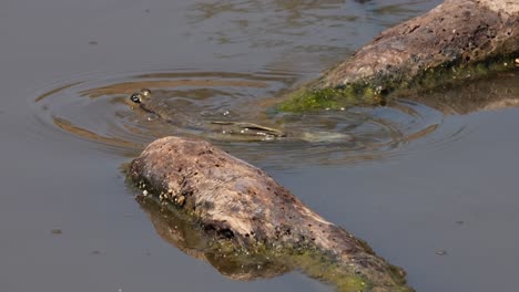 Descansando-Sobre-Dos-Maderas-A-La-Deriva-Mirando-Hacia-Atrás,-Periophthalmus-Chrysospilos,-Mudskipper-Con-Manchas-Doradas,-Tailandia