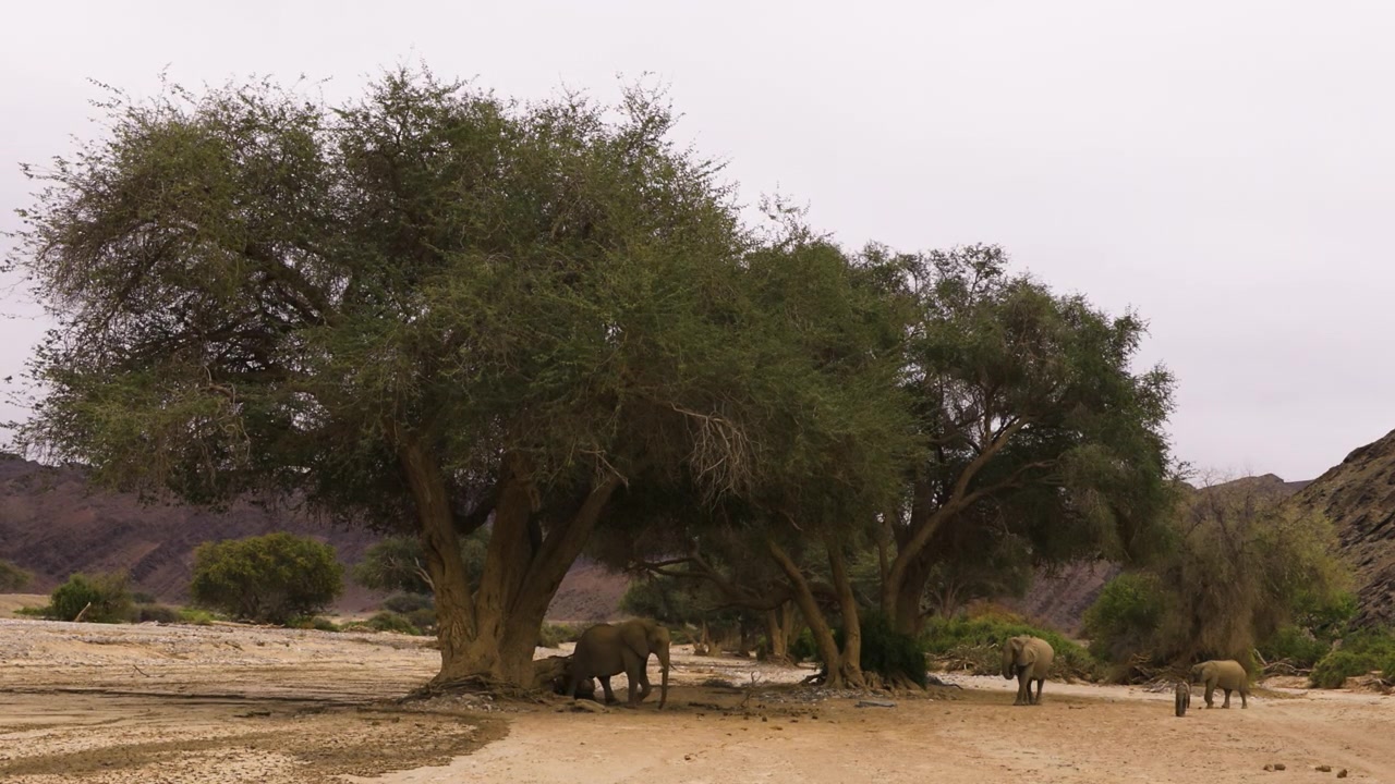 Una valle fluviale secca nel deserto del Namib, con diversi elefanti del deserto. La mandria si trova all'ombra di possenti alberi di Ana che crescono nel letto del fiume.