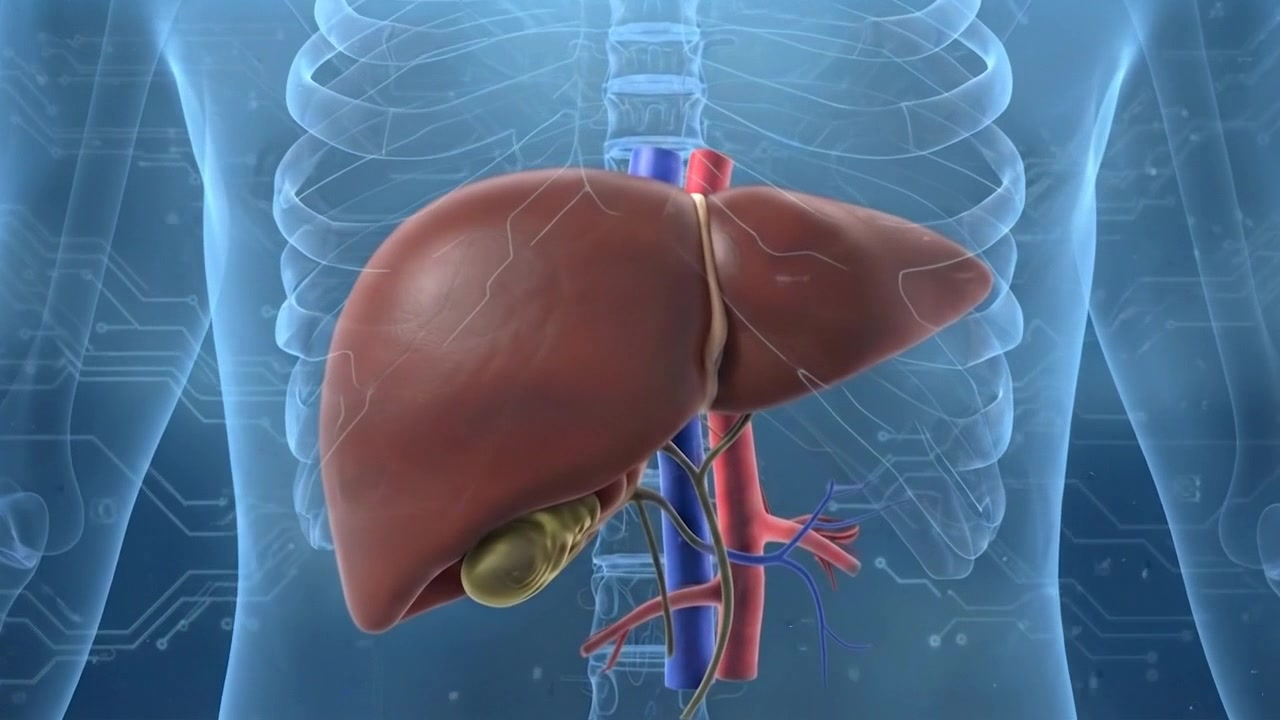 Holographic Model of Human Liver Organ Render