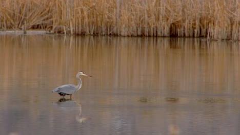 a blue heron is seen walking through a marsh to eat food