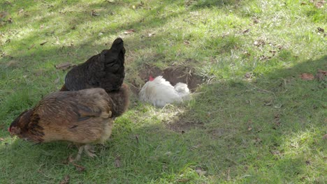 white hen taking dust bath in dug hole, while black rooster and brown chicken pecking grass