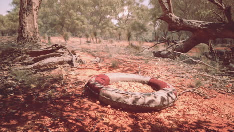 life-ring-buoy-in-desert-beach