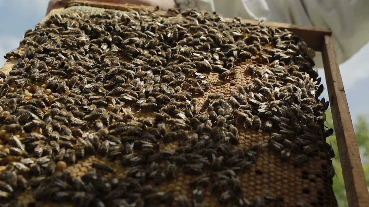 Hardworking Bees On Honeycomb. View of the busy bees on honeycomb