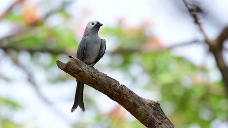 The-Ashy-Drongo-is-a-skittish-regular-migrant-to-Thailand-in-which-it-likes-to-perch-high-on-branches,-that-may-be-far-to-reach-by-humans-or-animals,-easy-to-take-off-and-capture-insects