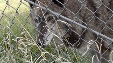 Curioso-Lobo-De-La-Tundra-De-Alaska-Mirando-Cerca-De-La-Valla-De-Alambre