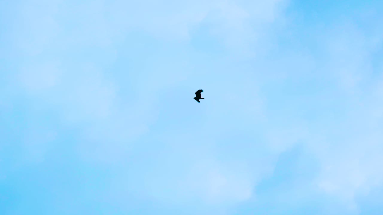 외로운 아름다운 독수리 독수리가 밝은 파란 하늘에서 날아다니는 날개를 날고 있습니다.