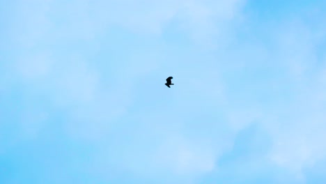 lonely beautiful eagle hawk flying moving wings in light blue sky