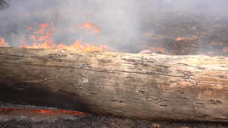 madera en llamas - incendios forestales queman árboles