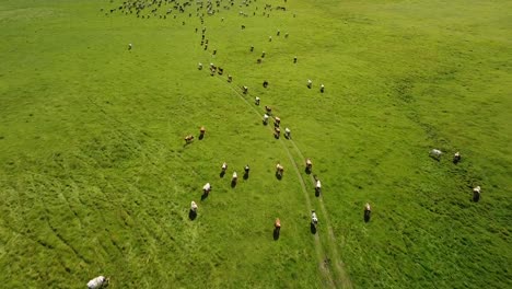 big dairy cattle herd grazing in wide green grassland, bird's eye view