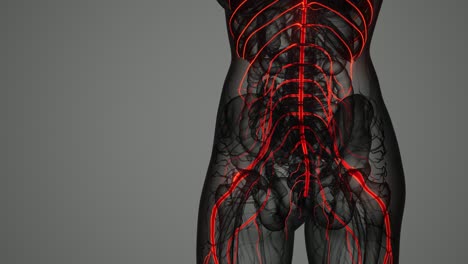 brain-and-nervous-system-of-human