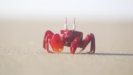 Rote-Geisterkrabbe-Entspannt-Sich-Am-Sonnigen-Strand-Von-Cox&#39;s-Bazaar-In-Bangladesch