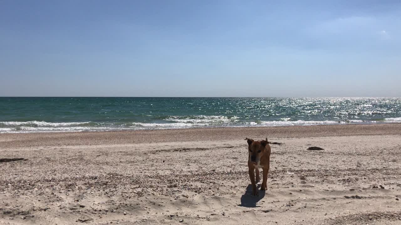 위키드 레드 아메리칸 피트불 테리어