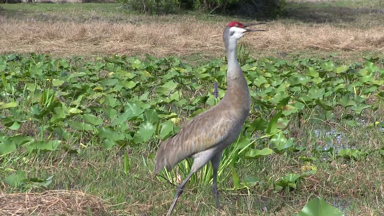 una grulla canadiense grita