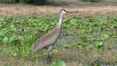 a sandhill crane calls out